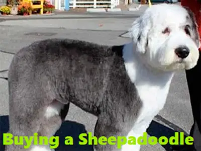 sheepadoodle temperament