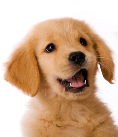 Happy Puppy Personality