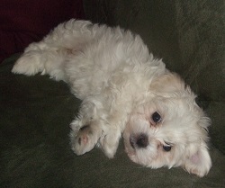 toy maltipoo puppies