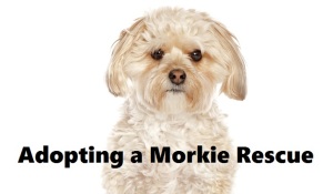 morkie for adoption