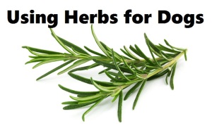 what herbs are good for dogs