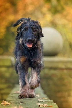 german shepadoodle