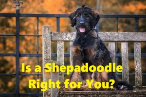 shepadoodle breeders