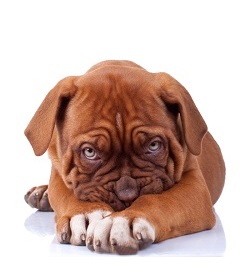 Shy Puppy Personality