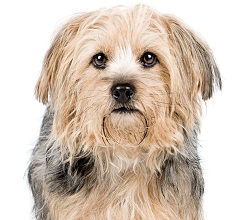 yorkie chon