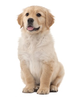 golden retrievers cancer 