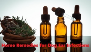 natural remedies for dog ear infection