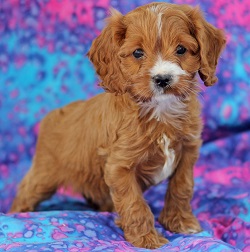 cavapoo adoption