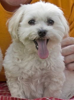 miniature maltipoo