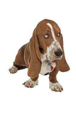 home remedies for dogs ear infection
