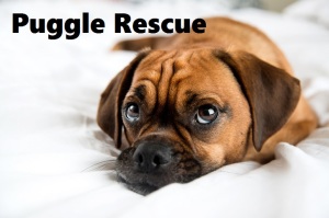 puggle for adoption