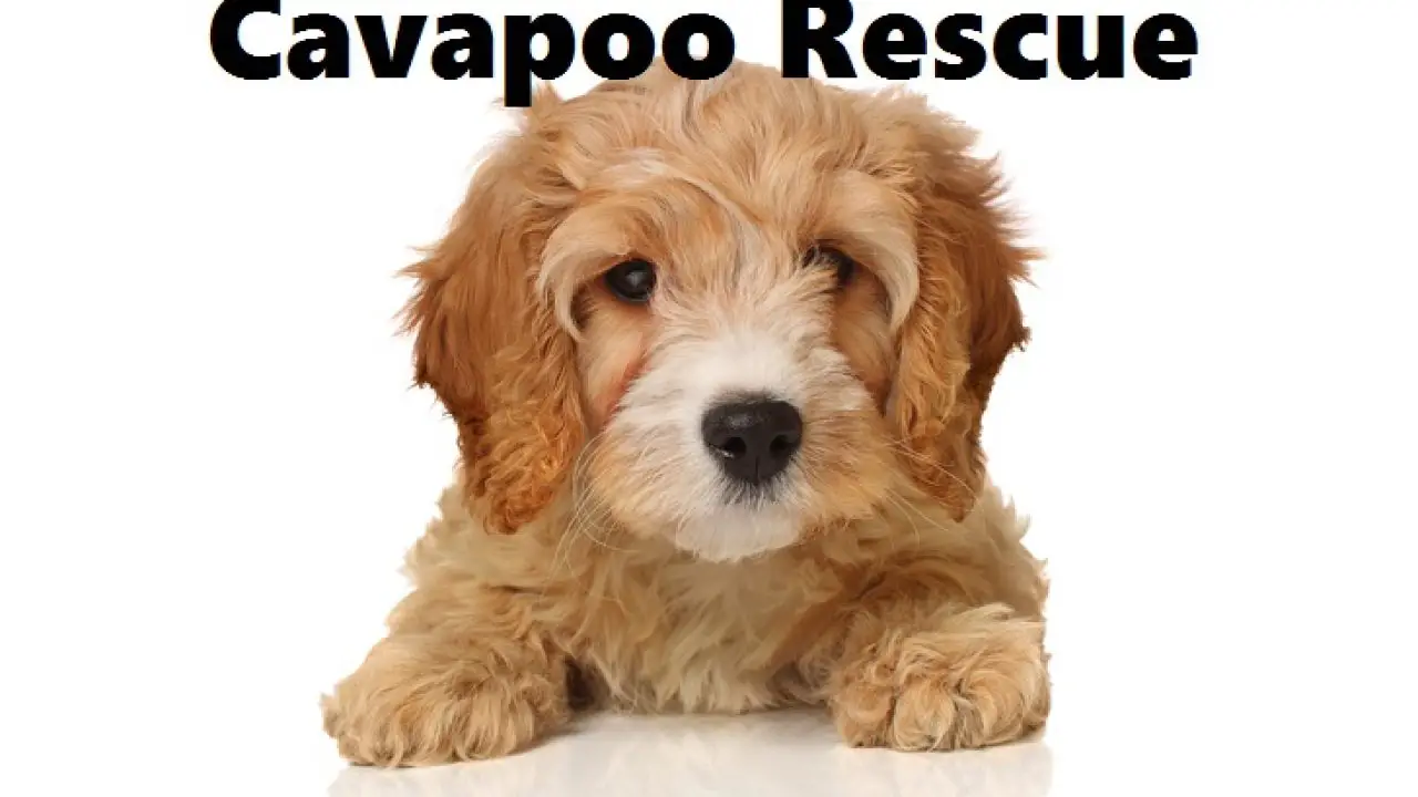 rescue cavapoo dogs