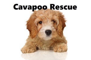 cavapoo rescue dogs