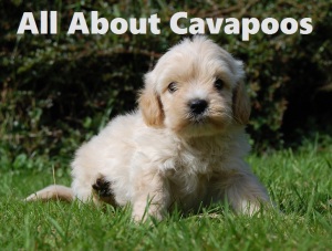 cavoodle breeders