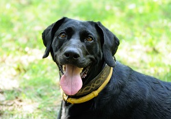 home remedies to get rid of fleas on dogs