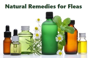home remedies for fleas on dogs