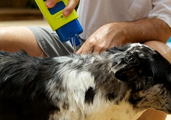 how to get rid of fleas on dogs naturally