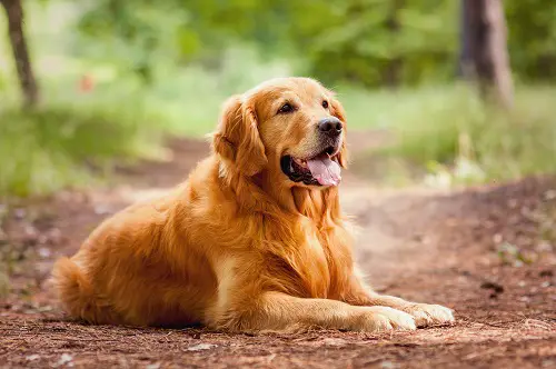 golden retrievers hip problems 