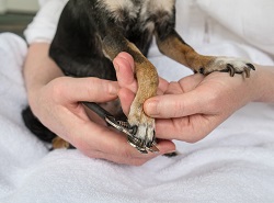 maltipoo haircut styles