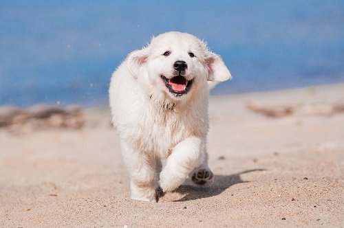 golden retrievers epilepsy