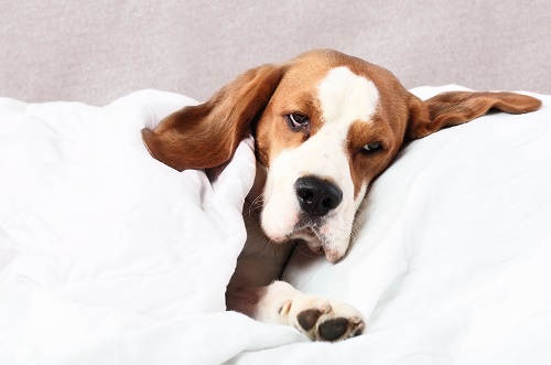 bland diet for dogs recipe