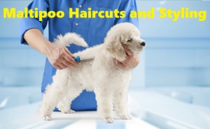 maltipoo grooming