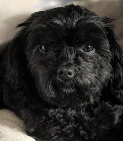 cavapoo adult