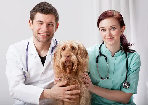 natural way to get rid of fleas on dogs