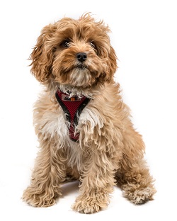 cavapoo pictures