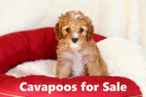 cavapoo puppy breeders