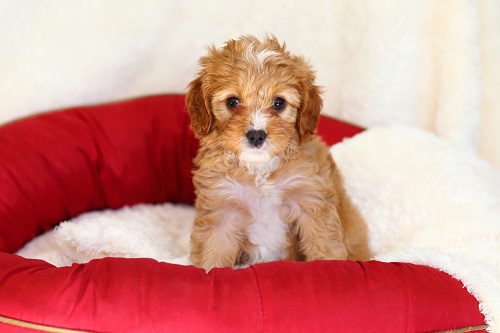 cavapoo temperament