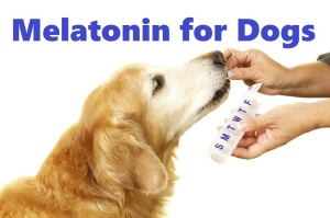 melatonin for dogs with cushings