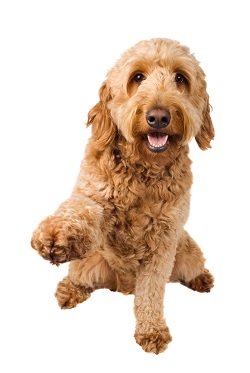 red goldendoodle puppy