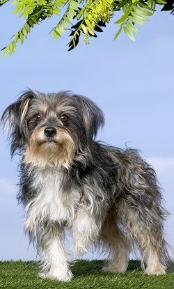 yorkiechon