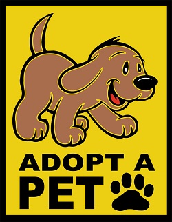 cavapoo rescue dogs