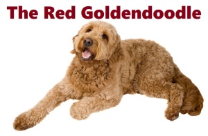 goldendoodle red
