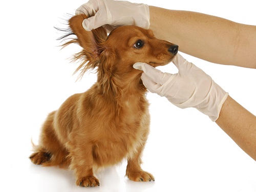 dog ear infection home treatment