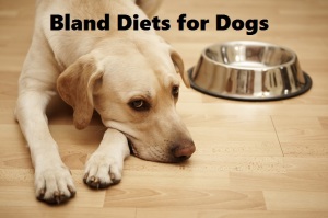 bland diet for dogs with diarrhea