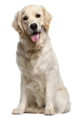 golden retrievers lymphoma 