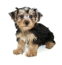 toy morkie puppies