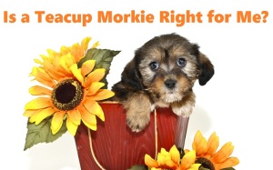 micro teacup morkie