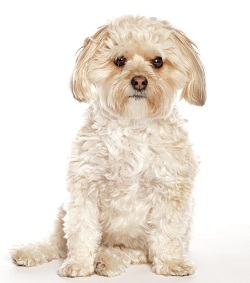 morkie for adoption