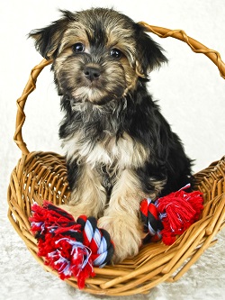 teacup morkie puppy