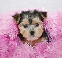 toy morkie