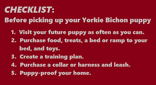 yochon puppies