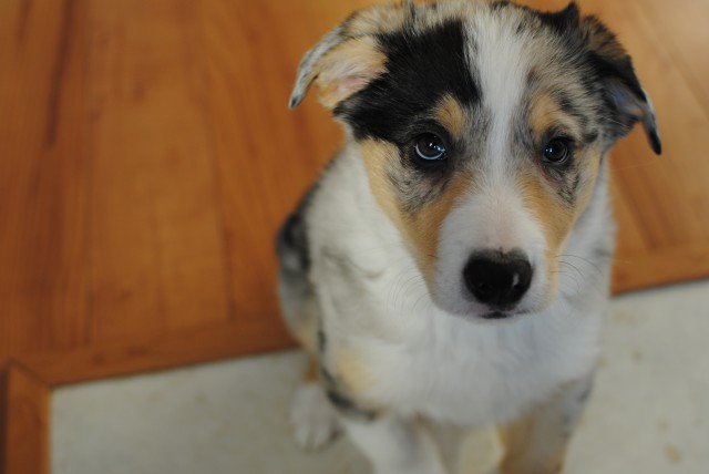 Ace in the Hole - Border Collie - Submitted by Melanie Kurimchak