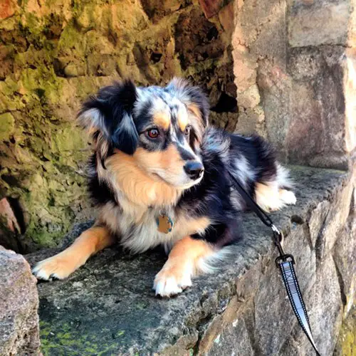Amos - Miniature Australian Shepherd - Submitted by Terry Powner