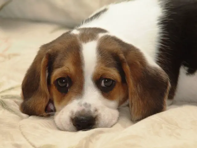 Bandit - Beagle - William Liljeroos