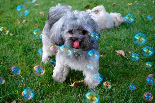 Bean - Havanese - Submitted by Linda Finney