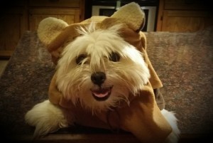 Butter Harless - Shih Tzu - Submitted by Rachel Harless